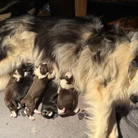 Peter Cottontail Red & White Tri, a male Border Collie for sale in Inman, SC – Photo 7 of 10