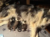 Red & White Tri M Green Collar, a male Border Collie for sale in Inman, SC – Photo 5 of 8