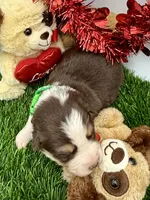 Red & White Tri M Green Collar, a male Border Collie for sale in Inman, SC – Photo 2 of 8