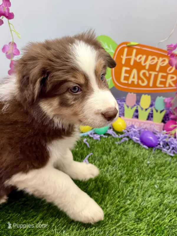 Peter Cottontail Red & White Tri – Border Collie puppy for sale in Inman, SC