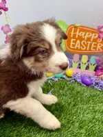 Peter Cottontail Red & White Tri, a male Border Collie for sale in Inman, SC – Photo 1 of 10