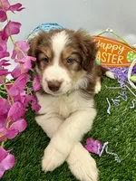 Peter Cottontail Red & White Tri, a male Border Collie for sale in Inman, SC – Photo 2 of 10