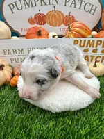Blue Merle Female Orange collar, a female Border Collie for sale in Inman, SC – 1 of 5