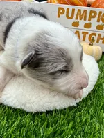 Blue Merle Male Royal blue collar, a male Border Collie for sale in Inman, SC – 6 of 6