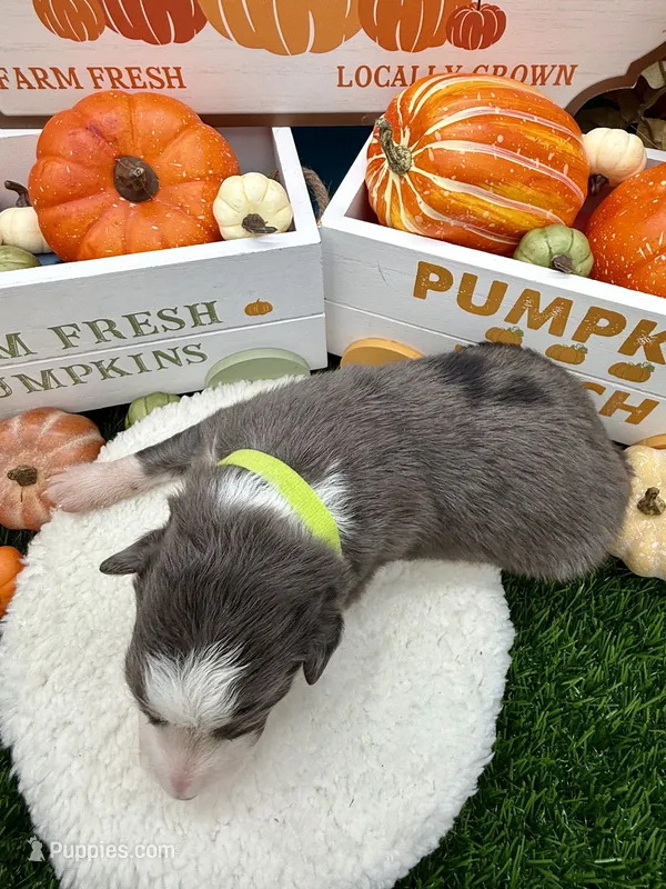 Slate Merle Male Lime Green collar – Border Collie puppy for sale in Inman, SC