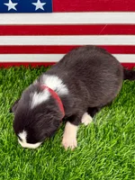 Red Collar B&W male, a male Border Collie for sale in Inman, SC – 5 of 7