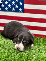 Yellow collar B&W Tri female, a female Border Collie for sale in Inman, SC – 4 of 7