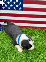 Blue Collar B&W male, a male Border Collie for sale in Inman, SC – 5 of 8