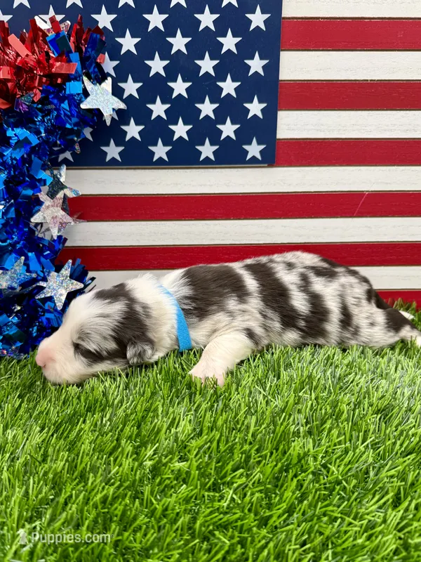 Teal Collar BM female – Border Collie puppy for sale in Inman, SC