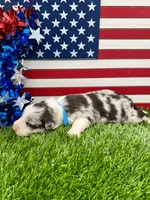 Teal Collar BM female, a female Border Collie for sale in Inman, SC – 1 of 7