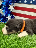 Orange Collar B&W Tri Female, a female Border Collie for sale in Inman, SC – 5 of 7
