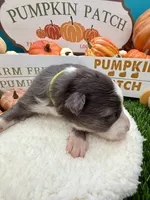 Slate Merle Male Lime Green collar, a male Border Collie for sale in Inman, SC – 6 of 8