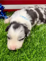Teal Collar BM female, a female Border Collie for sale in Inman, SC – 3 of 7