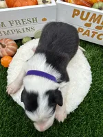 Black/White Male Purple collar, a male Border Collie for sale in Inman, SC – 5 of 7
