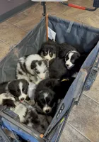 Purple collar B&W male, a male Border Collie for sale in Inman, SC – 9 of 10