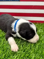 Blue Collar B&W male, a male Border Collie for sale in Inman, SC – 4 of 8