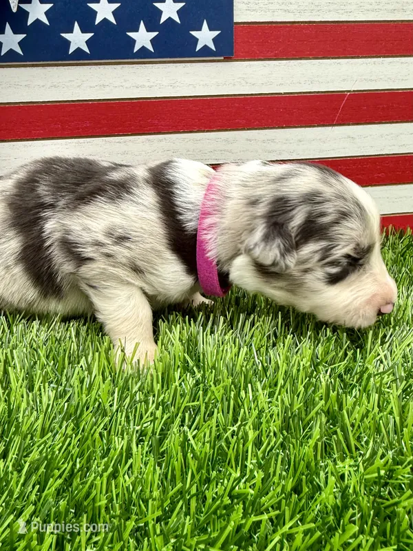 Pink Collar BM female – Border Collie puppy for sale in Inman, SC