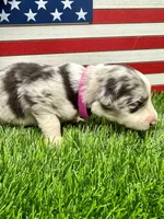 Pink Collar BM female, a female Border Collie for sale in Inman, SC – 1 of 7