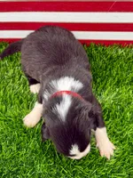 Red Collar B&W male, a male Border Collie for sale in Inman, SC – 3 of 7