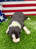 Lime Green Collar B&W male, a male Border Collie for sale in Inman, SC – 3 of 7