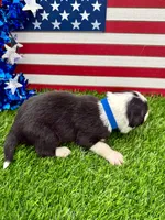Blue Collar B&W male, a male Border Collie for sale in Inman, SC – 6 of 8