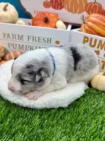 Blue Merle Male Royal blue collar, a male Border Collie for sale in Inman, SC – 5 of 6