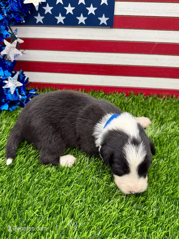 Blue Collar B&W male – Border Collie puppy for sale in Inman, SC
