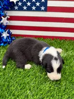 Blue Collar B&W male, a male Border Collie for sale in Inman, SC – 1 of 8