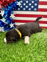 Yellow collar B&W Tri female, a female Border Collie for sale in Inman, SC – 3 of 7