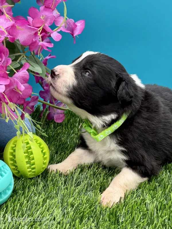Green Collar Black & White M – Border Collie puppy for sale in Inman, SC