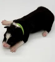 Green Collar Black & White M, a male Border Collie for sale in Inman, SC – Photo 2 of 7