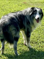 Green Collar Black & White M, a male Border Collie for sale in Inman, SC – Photo 7 of 7