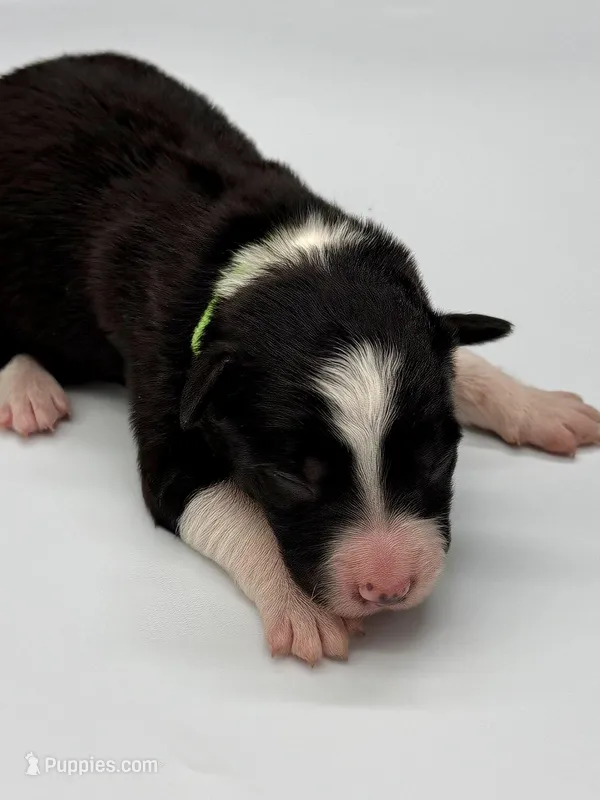 Green Collar Black & White M – Border Collie puppy for sale in Inman, SC