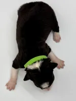 Green Collar Black & White M, a male Border Collie for sale in Inman, SC – Photo 4 of 7