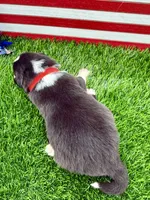 Red Collar B&W male, a male Border Collie for sale in Inman, SC – 2 of 7