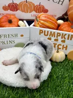 Blue Merle Male Royal blue collar, a male Border Collie for sale in Inman, SC – 3 of 6
