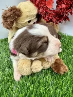 Red/White Tri F Pink collar, a female Border Collie for sale in Inman, SC – Photo 2 of 8