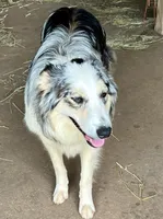 Red/White Tri F Pink collar, a female Border Collie for sale in Inman, SC – Photo 6 of 8