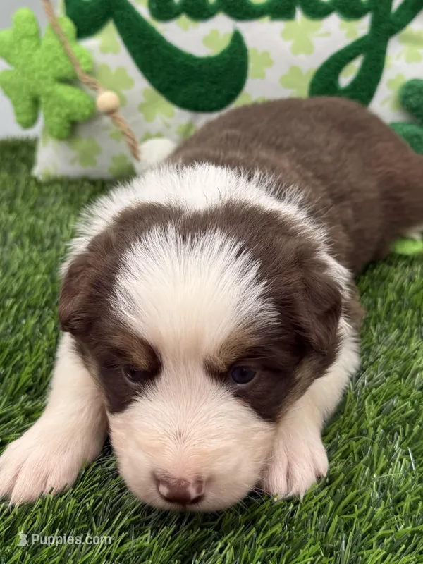 Red/White Tri F Pink collar