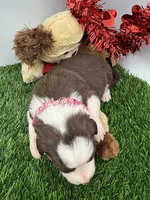 Red/White Tri F Pink collar, a female Border Collie for sale in Inman, SC – Photo 3 of 8