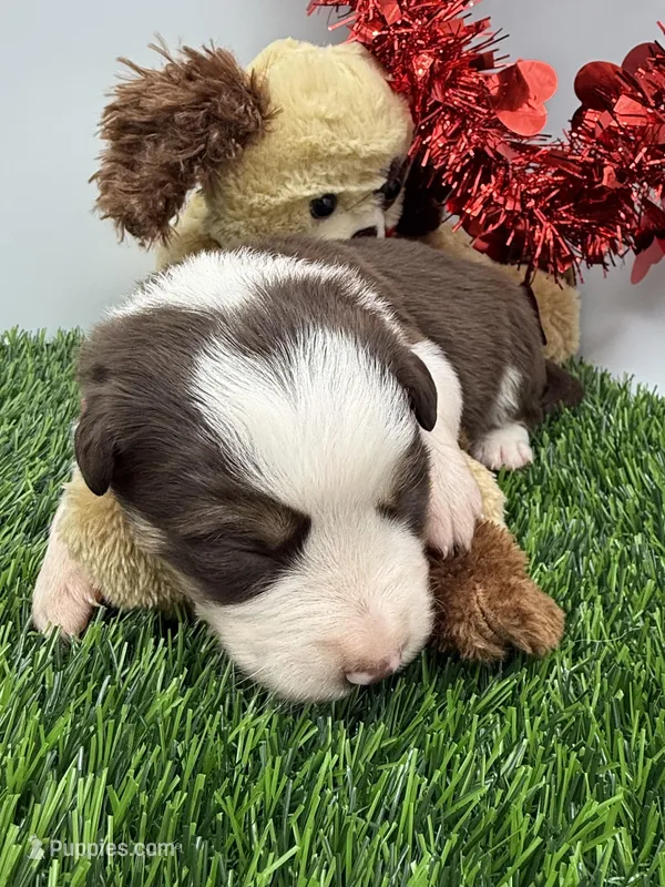 Red/White Tri F Pink collar
