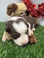 Red/White Tri F Pink collar, a female Border Collie for sale in Inman, SC – Photo 1 of 8