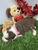 Red/White Tri F Pink collar, a female Border Collie for sale in Inman, SC – Photo 4 of 8