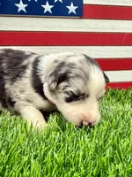 Pink Collar BM female, a female Border Collie for sale in Inman, SC – 2 of 7