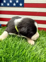 Lime Green Collar B&W male, a male Border Collie for sale in Inman, SC – 5 of 7