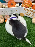 Black/White Male Purple collar, a male Border Collie for sale in Inman, SC – 6 of 7