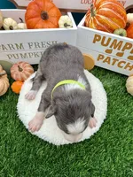 Slate Merle Male Lime Green collar, a male Border Collie for sale in Inman, SC – 3 of 8