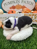 Black/White Male Purple collar, a male Border Collie for sale in Inman, SC – 7 of 7