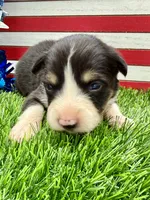 Orange Collar B&W Tri Female, a female Border Collie for sale in Inman, SC – 2 of 7
