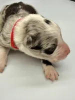 Red Collar Blue Merle F, a female Border Collie for sale in Inman, SC – Photo 3 of 6